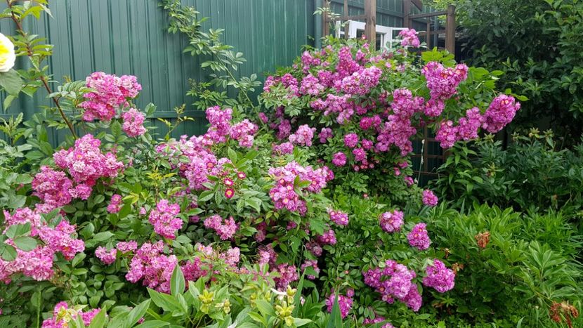 Perrenial Blue - 2019 Iunie Idilic Garden