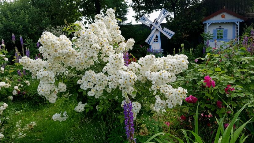 Guirlande D'Amour - 2019 Iunie Idilic Garden