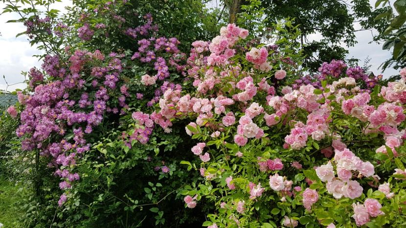 Veilchenblau si Thousendschones - 2019 Iunie Idilic Garden