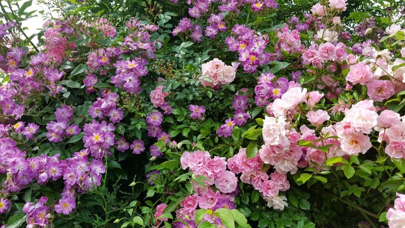  - 2019 Iunie Idilic Garden