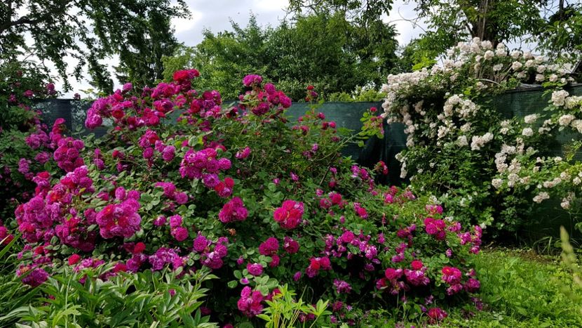 Gypsy boy si Francine Aystin - 2019 Iunie Idilic Garden