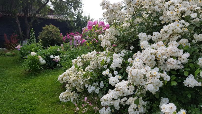 Francine Austin - 2019 Iunie Idilic Garden