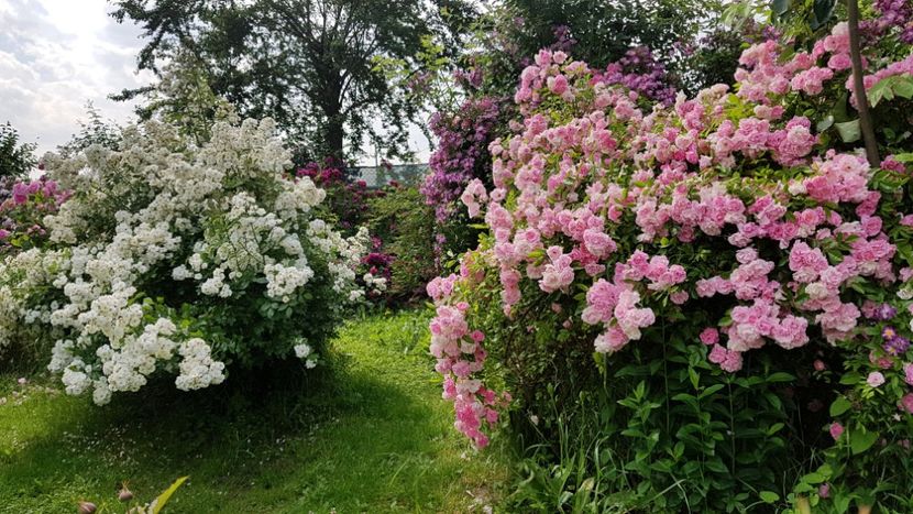 Francine Austin si Thousendschones - 2019 Iunie Idilic Garden