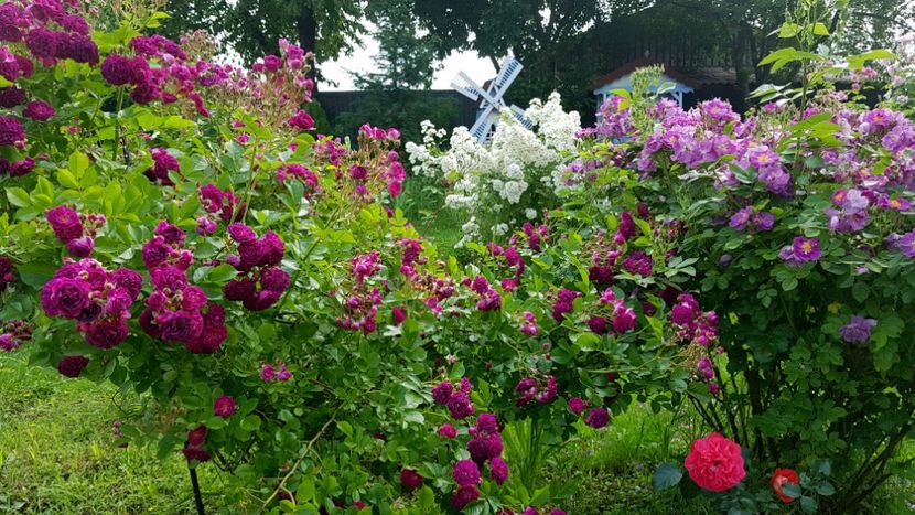Blue Magenta si Chewbluemore - 2019 Iunie Idilic Garden
