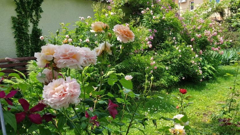 Abraham Darby - 2019 Iunie Idilic Garden