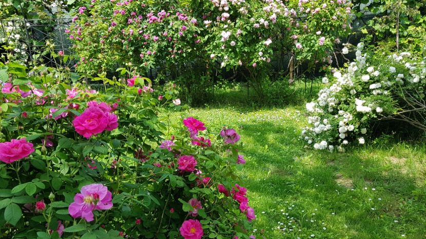 Galica Officinalis - 2019 Iunie Idilic Garden