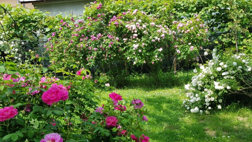  - 2019 Iunie Idilic Garden
