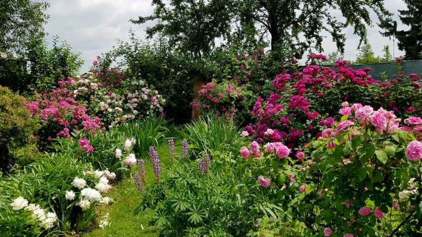 Sibelius, Fantin Latour, Gypsy Boy, Gertrude Jeckyll - 2019 Iunie Idilic Garden