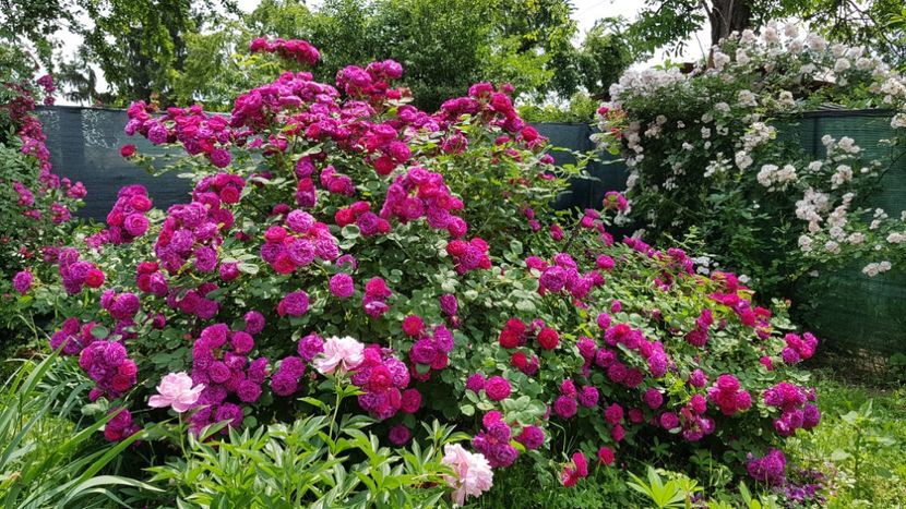 Gypsy Boy si Perenisl Blush - 2019 Iunie Idilic Garden