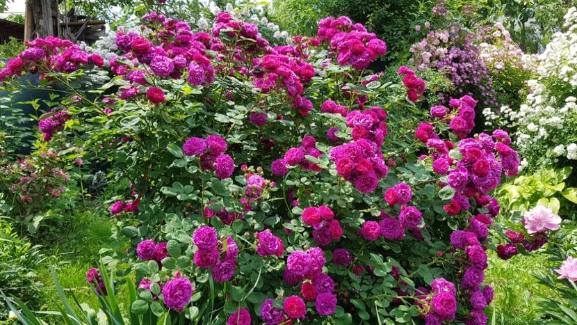  - 2019 Iunie Idilic Garden