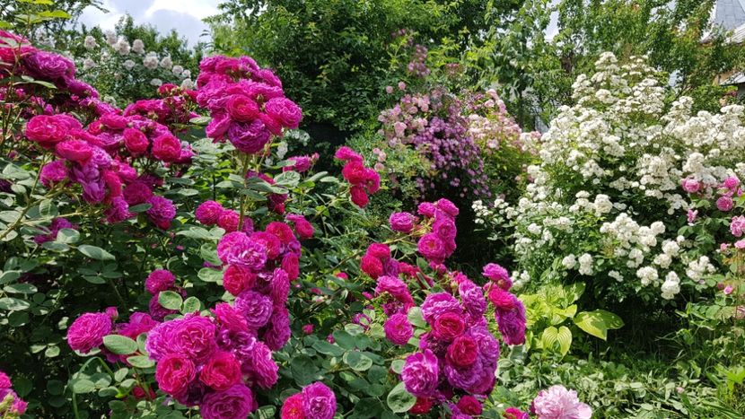  - 2019 Iunie Idilic Garden