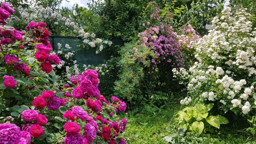  - 2019 Iunie Idilic Garden