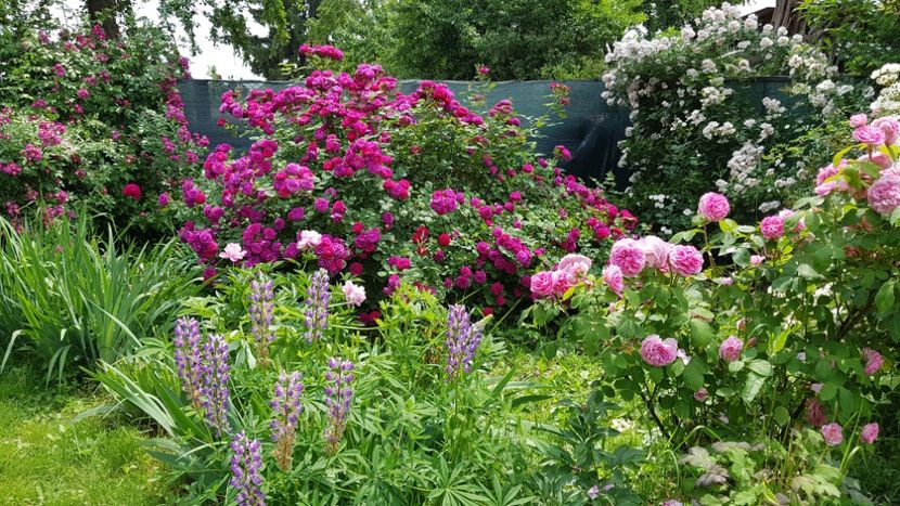  - 2019 Iunie Idilic Garden