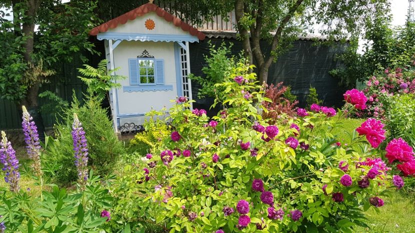Cardinal Richelieu - 2019 Iunie Idilic Garden