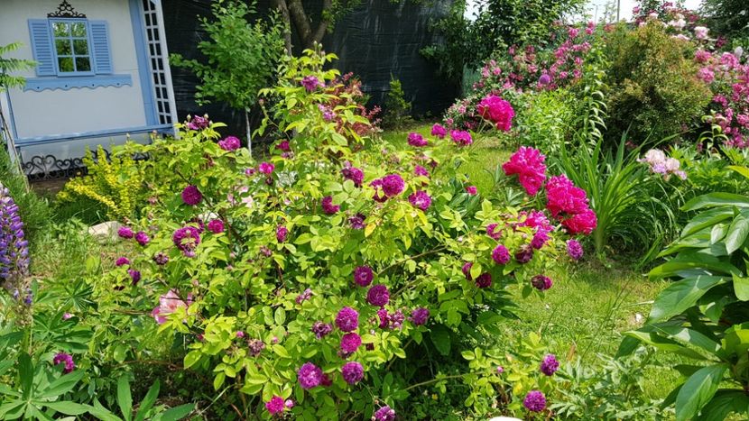 Cardinal Richelieu - 2019 Iunie Idilic Garden
