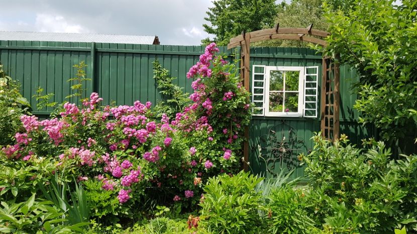 Perrenial blue - 2019 Iunie Idilic Garden