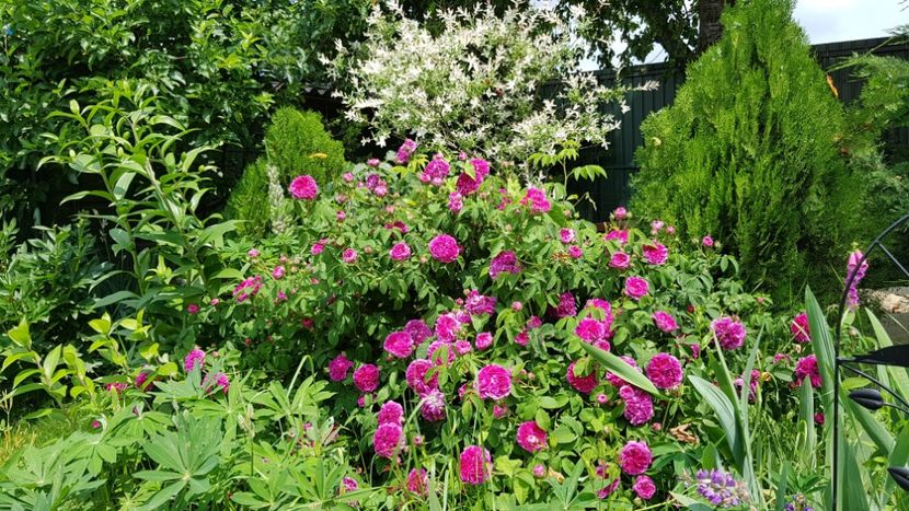 Charles de Mills - 2019 Iunie Idilic Garden