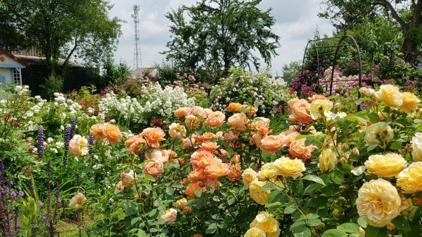 Lady of Shalot si Teasing Georgia - 2019 Iunie Idilic Garden