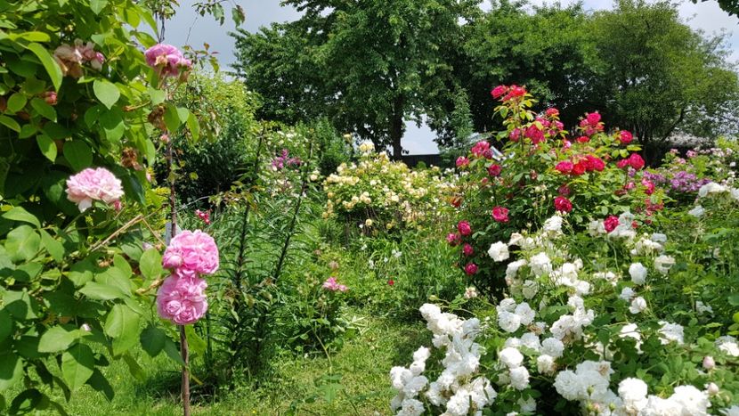 Sydonie, Mme Plantier si Benjamin Britten - 2019 Iunie Idilic Garden
