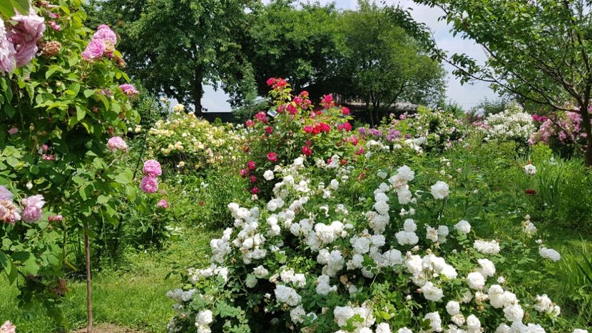 Mme Plantier , Benjamin Britten - 2019 Iunie Idilic Garden