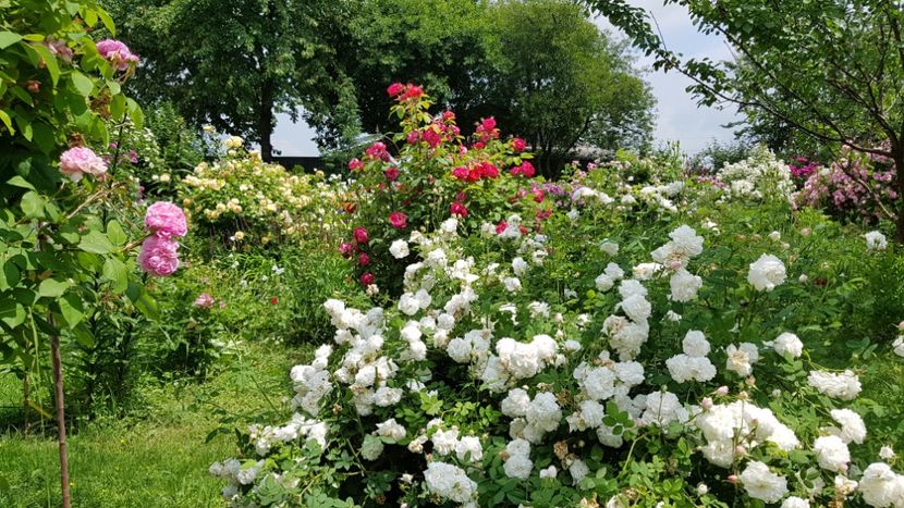  - 2019 Iunie Idilic Garden