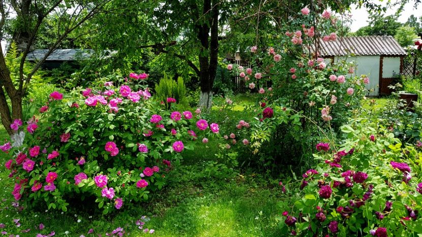Gallica Officinalus si Tuscany Superb - 2019 Iunie Idilic Garden