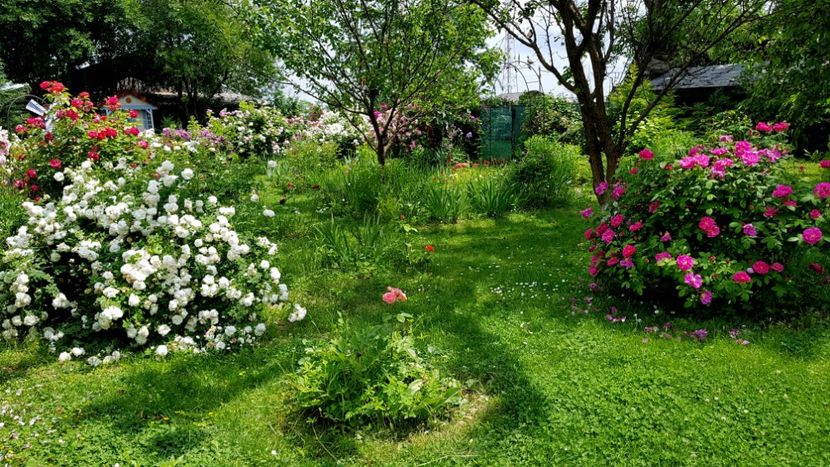 Mme Plantier si Gallica Officinalis - 2019 Iunie Idilic Garden