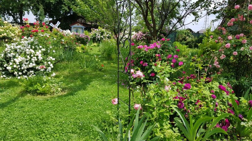  - 2019 Iunie Idilic Garden