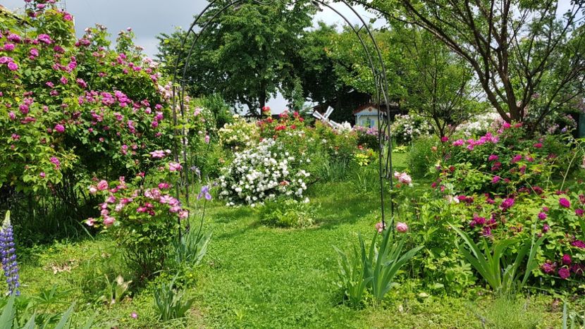  - 2019 Iunie Idilic Garden