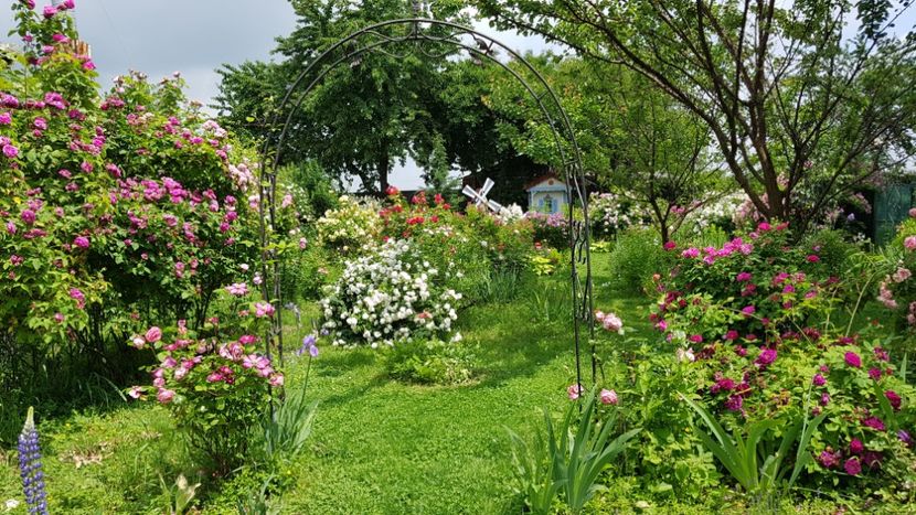  - 2019 Iunie Idilic Garden
