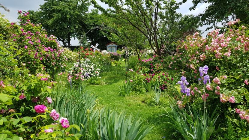  - 2019 Iunie Idilic Garden