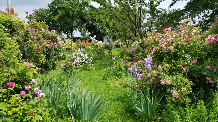  - 2019 Iunie Idilic Garden