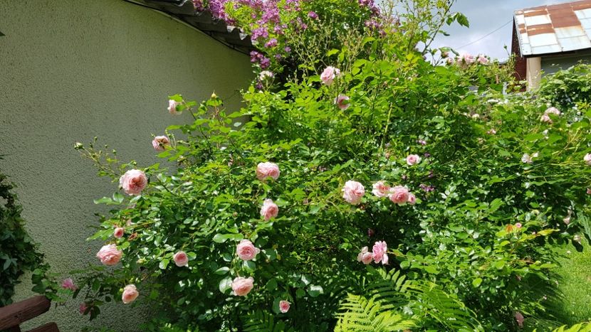 Larissa - 2019 Iunie Idilic Garden