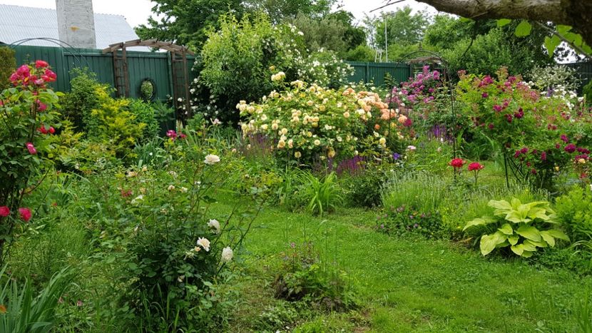  - 2019 Iunie Idilic Garden