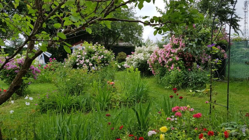  - 2019 Iunie Idilic Garden