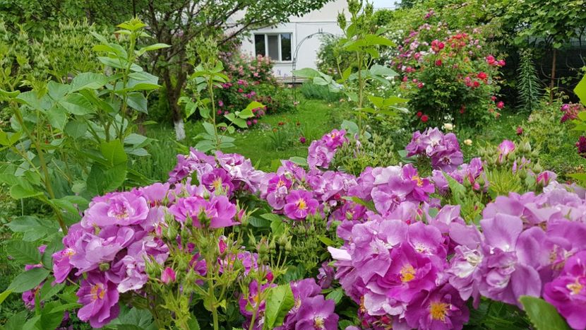 Chewbluemore - 2019 Iunie Idilic Garden