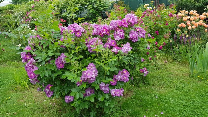  - 2019 Iunie Idilic Garden