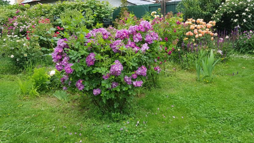  - 2019 Iunie Idilic Garden