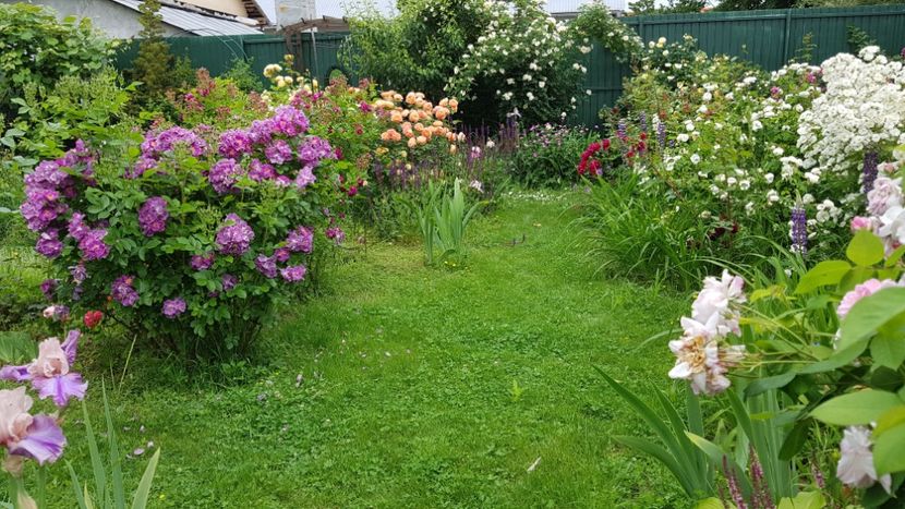  - 2019 Iunie Idilic Garden