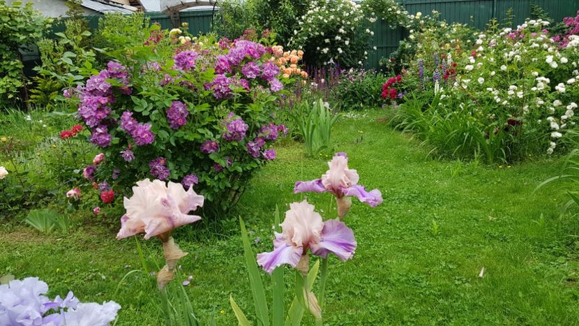 - 2019 Iunie Idilic Garden