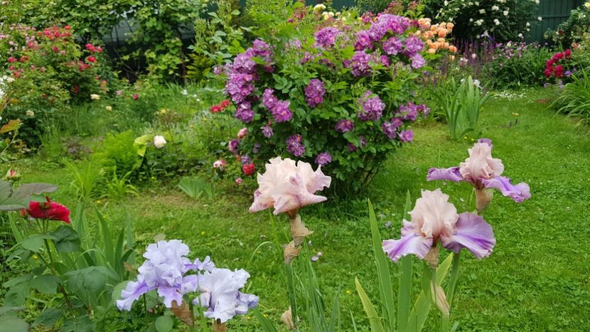  - 2019 Iunie Idilic Garden