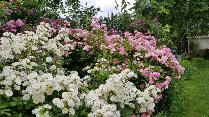  - 2019 Iunie Idilic Garden