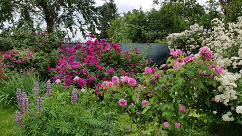  - 2019 Iunie Idilic Garden