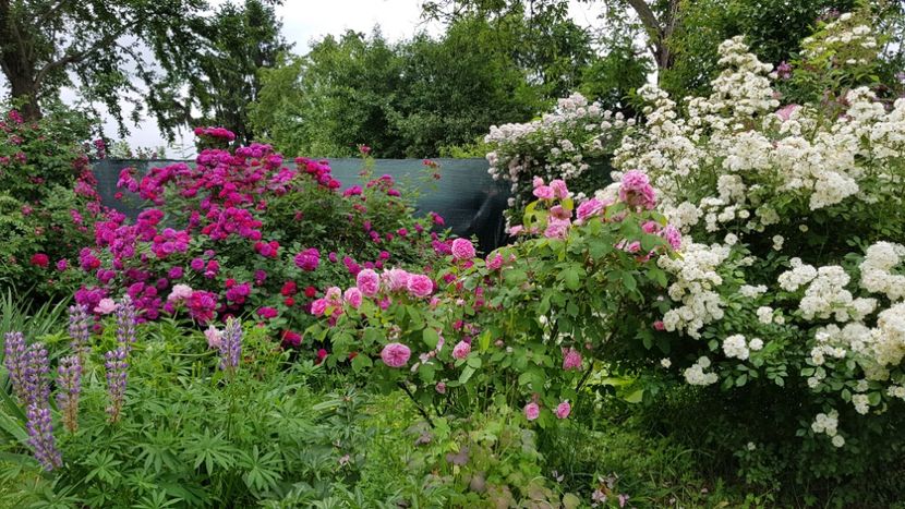  - 2019 Iunie Idilic Garden