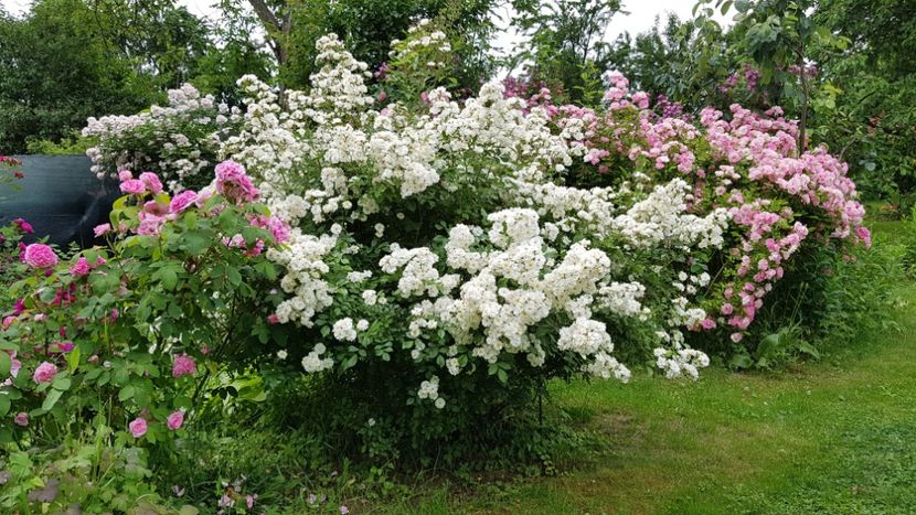  - 2019 Iunie Idilic Garden