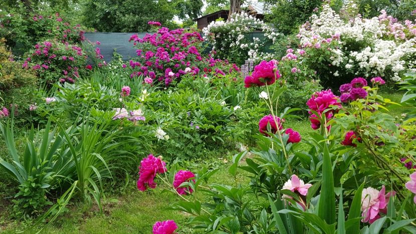 - 2019 Iunie Idilic Garden