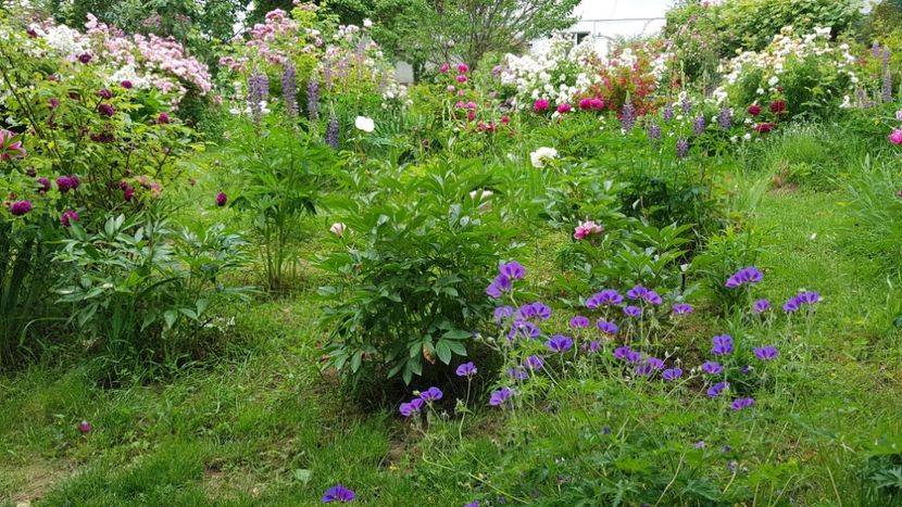  - 2019 Iunie Idilic Garden
