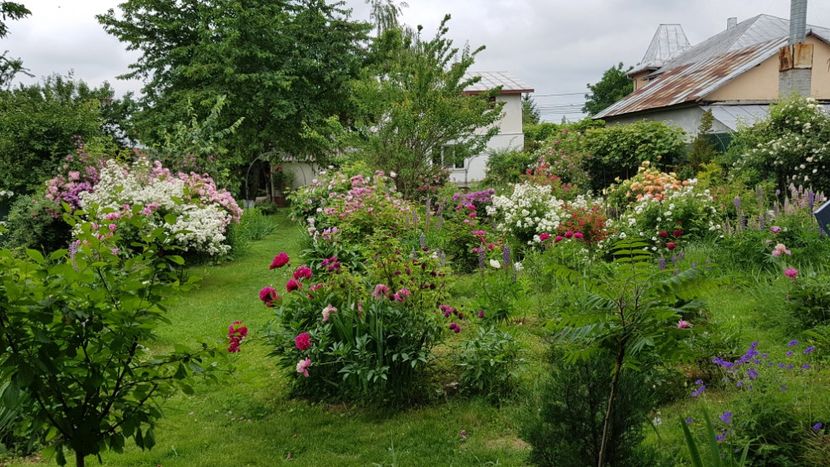  - 2019 Iunie Idilic Garden