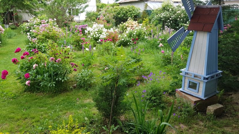  - 2019 Iunie Idilic Garden