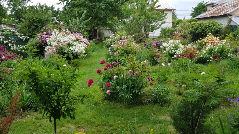  - 2019 Iunie Idilic Garden